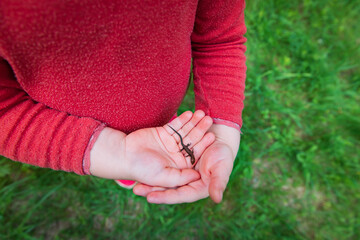 little girl holding and exploring lizard in nature