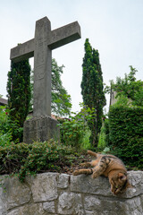 Toby or stray cat playing in a church grave yard under a big stone ancient cross in a cemetery. 