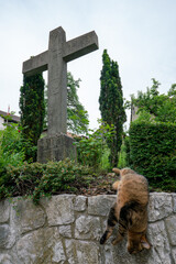 Toby or stray cat playing in a church grave yard under a big stone ancient cross in a cemetery. 