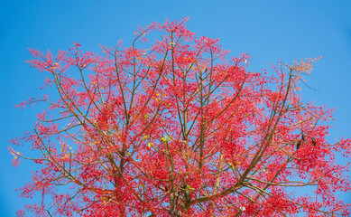 blooming red flowers tree on a background of blue sky