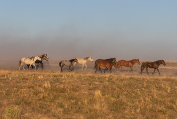 Herd of Wild Horses in the Utah Desert