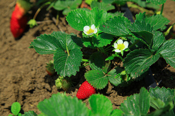 Fresh strawberries in the farmlands