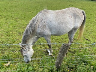 A young horse, grazing in a pasture, on farming land near, Idle, Bradford, UK