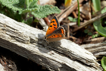 A Small Copper Butterfly sitting on weathered wood.