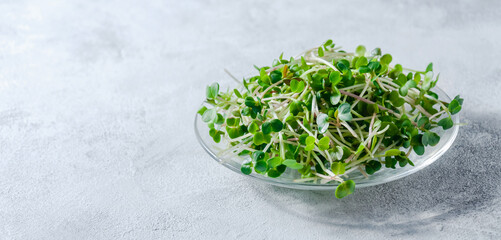 Close up Radish Microgreens in Little Plate on Light Background