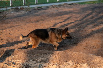 Nice German Shepherd walking in park in sunset light nature pets 