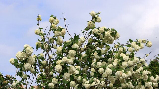 viburnum opulus flowering in spring, snowball
