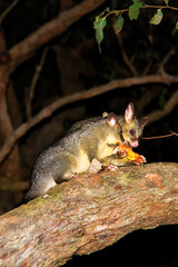 Australian possum at night.