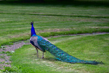 peacock blue-green. on a green meadow. tail