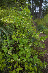 Obraz premium Small white flowers on bush next to hiking trail