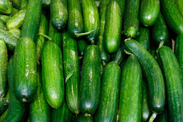 Fresh green cucumbers in the grocery stock