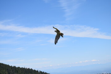 bird in the sky