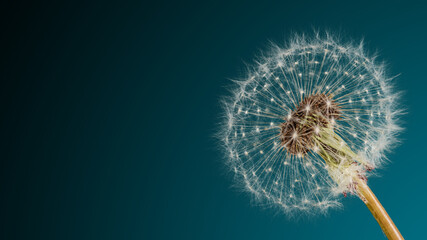 Close-up dandelion head, macro shot. - Powered by Adobe