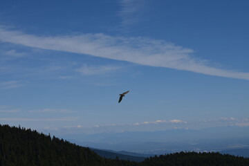 bird in the sky