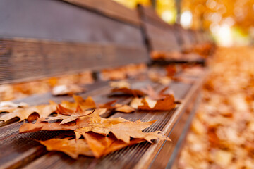Naklejka na ściany i meble Brown wooden bench in the autumn park.