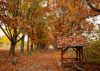 Brown wooden bench in the autumn park.