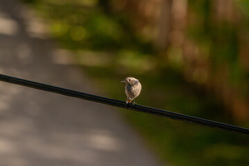 Black redstart resting on electric cable