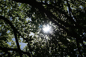 The forest and its colors during spring in the Italian Alps, near the town of Lecco, Lombardy, Italy - May 2020
