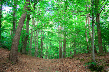 Woodland full of early spring green and paved footpath with sunlight
