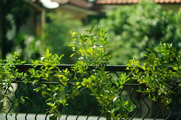 Fototapeta na wymiar Green plant leaves in the garden balcony