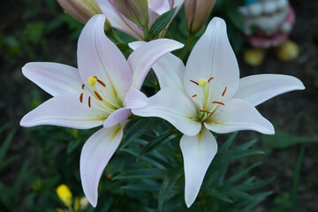 two beautiful white lilies on a green background