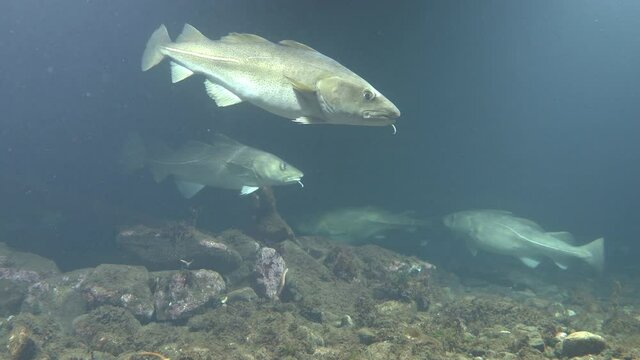 several atlantic cod swim in shallow water shallow depth of field