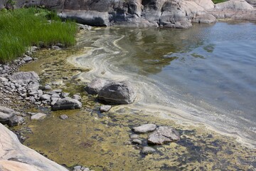 Pollution, algae in the water in the Finnish archipelago