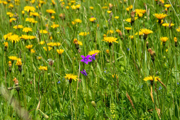field of dandelions