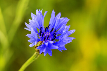 Cornflower Field, Wild Blue Flower Blooming, Nature beauty background