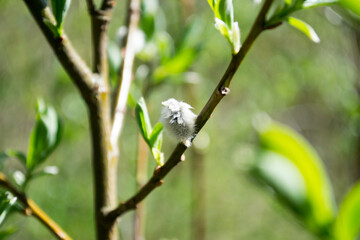 bird on a branch