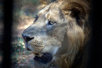 A closeup head-shot of an asiatic Lion
