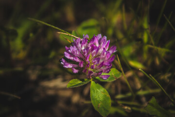 close-up photo of a clover flower. nature in Russia
