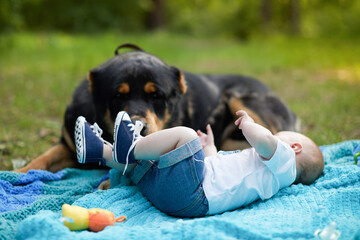 Big dog protection human baby in forest.Baby without parents lies on a blanket in the forest.