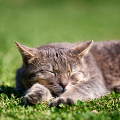 Naklejka na ściany i meble Portrait of a gray cat sleeping on the grass