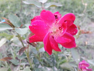 This is rose flowers with blur back ground 