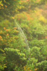 A spider working at building it's own web freely in the nature, surrounded by green grass