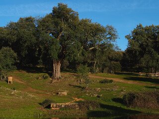 Meadows of Extremadura, fountain and picnic areas