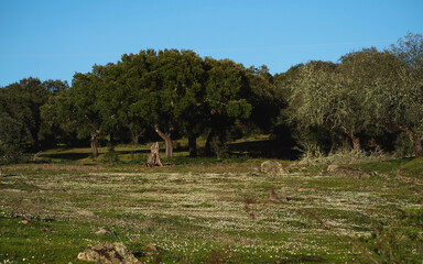 Dried cork oaks due to climate change