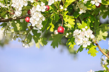 hawthorn tree with berries and flowers - obrazy, fototapety, plakaty