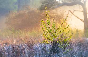 small birch in shadow on misty sunrise