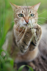 A portrait of a short-haired American cat that grabbed a blade of grass with two paws and nibbles it in nature.