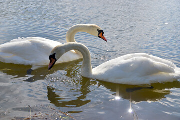 Naklejka na ściany i meble Swan in water on Walnley Island, Barrow-in-furness, cumrbia, england, uk