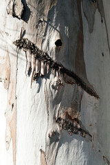 Texture of eucalyptus tree bark 
