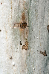 Texture of fresh eucalyptus tree bark