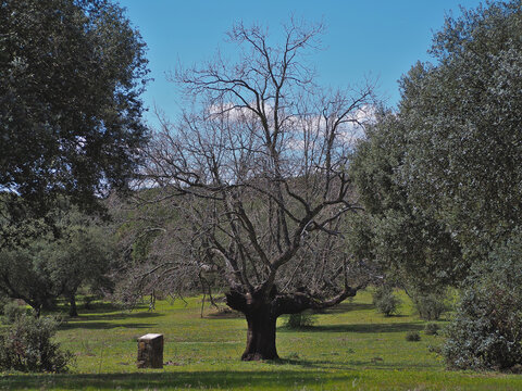 Front view of gigantic oak