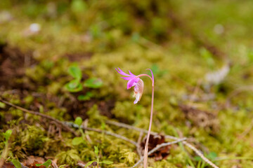 Norna or fairy slipper (Calypso bulbosa) an orchid from High Coast Area Vasternorrland.
