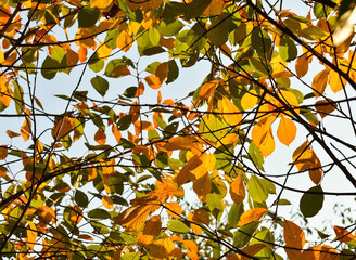 Beautiful colorful autumn leaves. Green, yellow, orange, red. Autumn background. The basis for the...