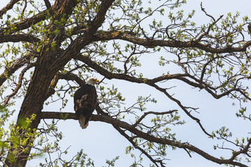A Bald eagle perched in a tree near its nest