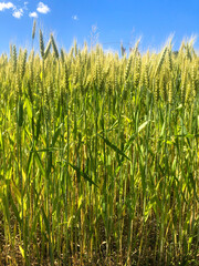 Beautiful row of wheat in the summer sun, blue sky and golden sunlight make a wholesome image with copy space