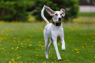 Porcelaine dog running through dandelion field disturbing honey bees. 